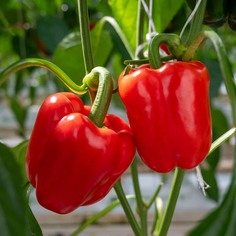 Poivron rouge ( Capsicum annuum )