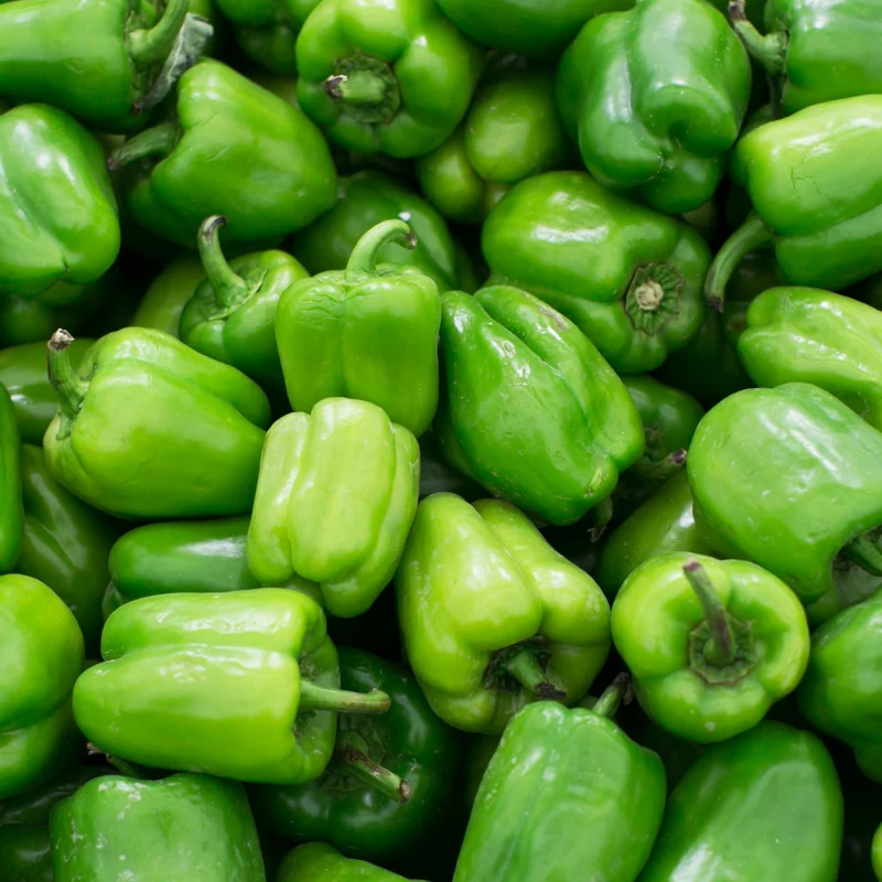 Poivron vert bio ( Capsicum annuum ‘Procraft’)