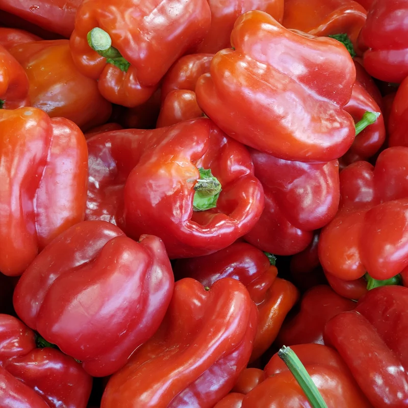 Poivron rouge ( Capsicum annuum ‘Redskin’)