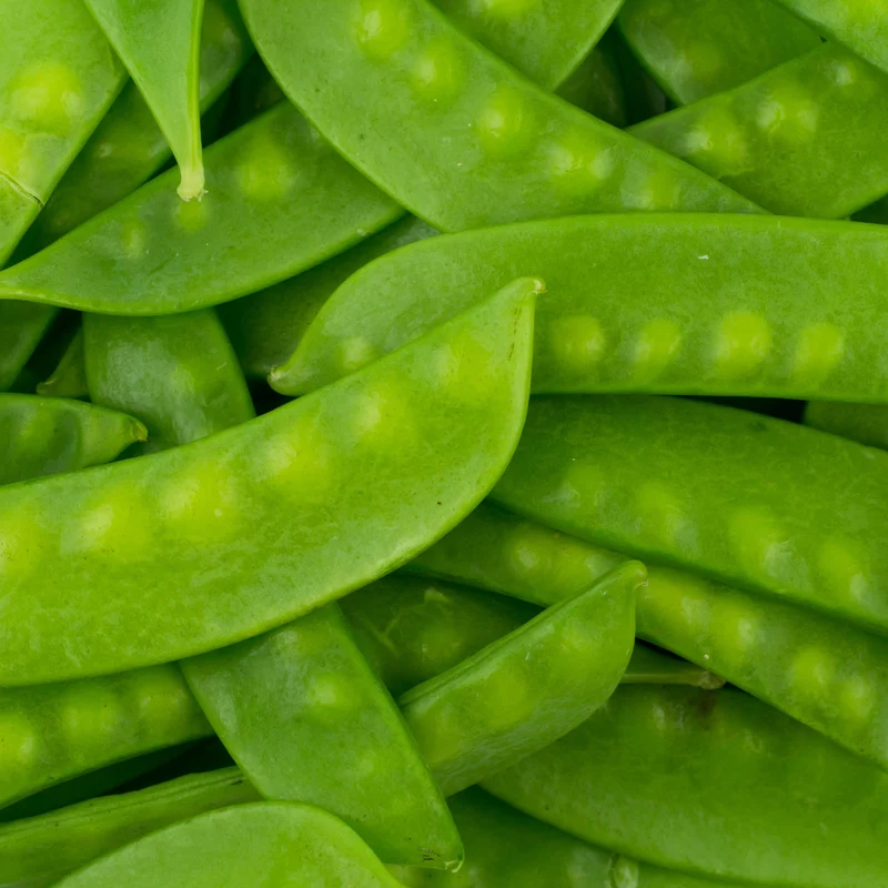 Pois mange-tout ( Pisum sativum var. macrocarpon )