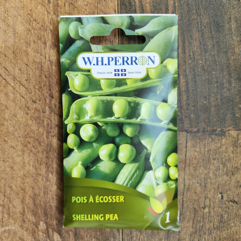 Pois à écosser ( Pisum sativum )