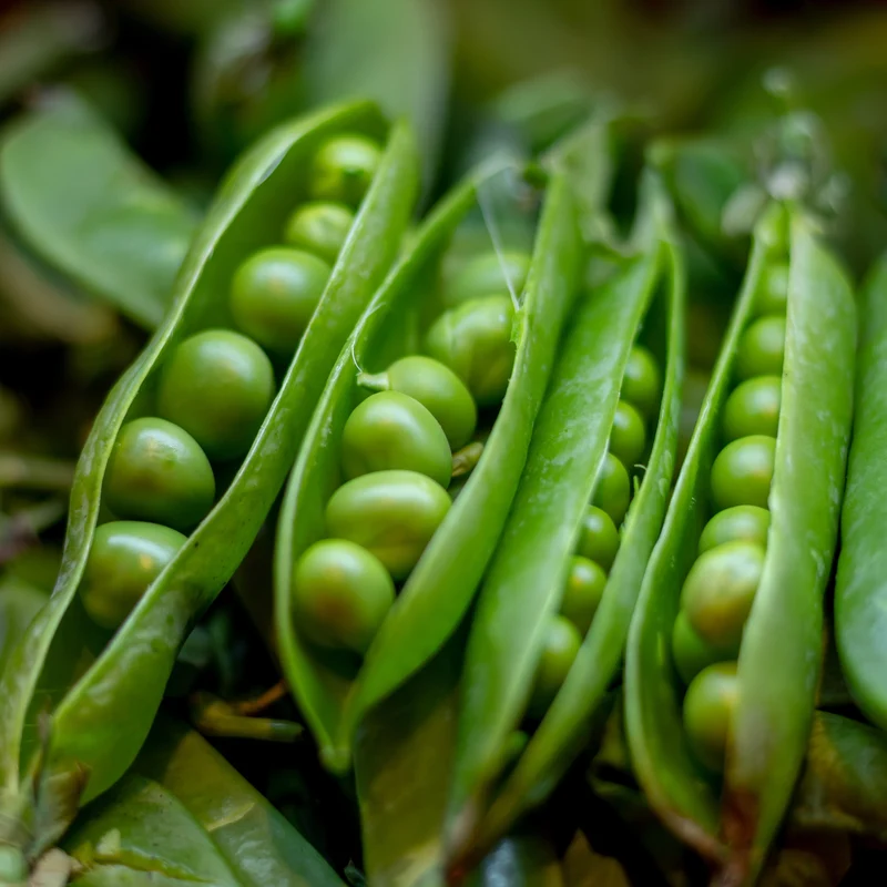 Pois à écosser ( Pisum sativum )
