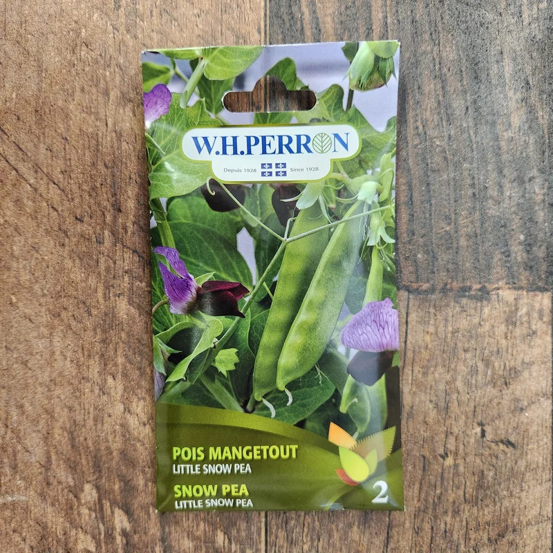 Pois mange-tout ( Pisum sativum var. macrocarpon ‘Little Snow Pea’)