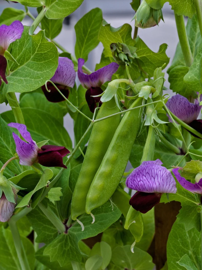 Pois mange-tout ( Pisum sativum var. macrocarpon ‘Little Snow Pea’)