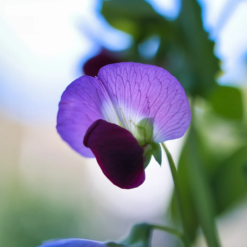 Pois mange-tout ( Pisum sativum var. macrocarpon ‘Little Snow Pea’)