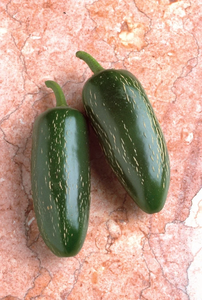 Piment fort vert ( Capsicum annuum ‘Jalapeno’)