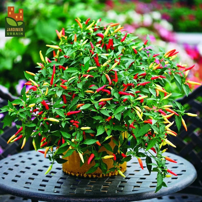 Piment fort ( Capsicum annuum ‘Basket of Fire’)