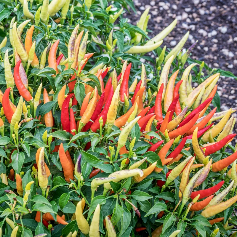 Piment fort ( Capsicum annuum ‘Basket of Fire’)