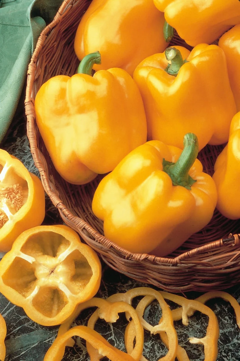 Poivron jaune ( Capsicum annuum ‘Early Sunsation’)