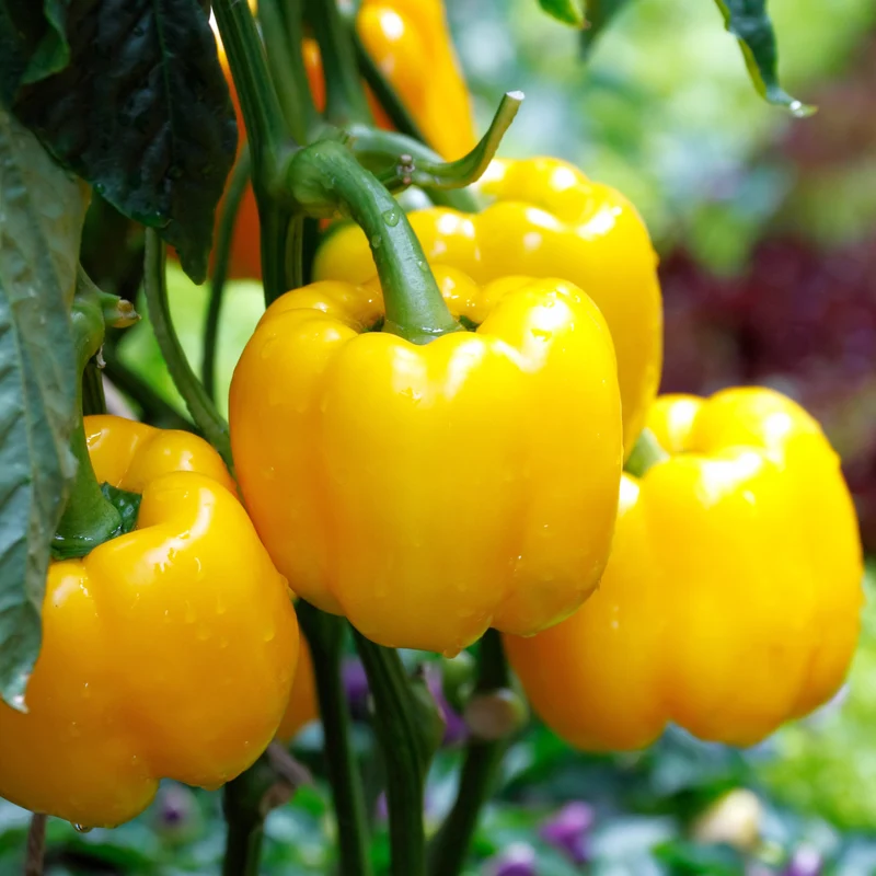 Poivron jaune ( Capsicum annuum ‘Early Sunsation’)