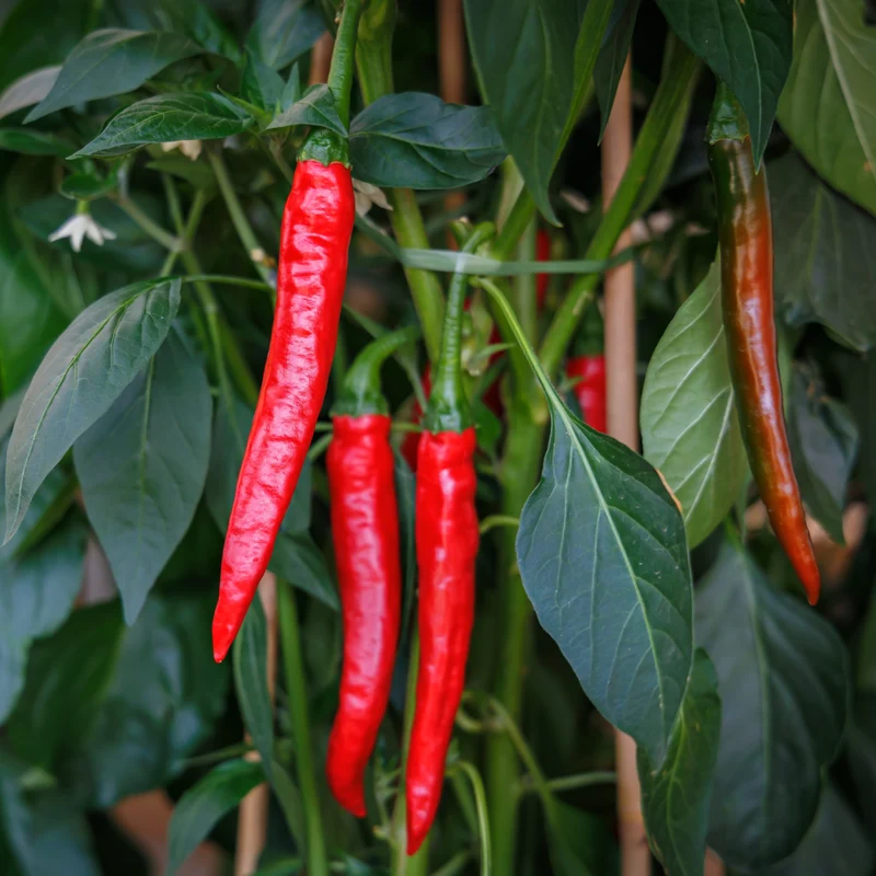 Piment fort ( Capsicum annuum ‘Cayenne’)