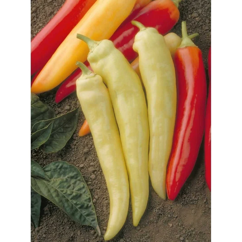 Poivron ( Capsicum annuum ‘Banane’)