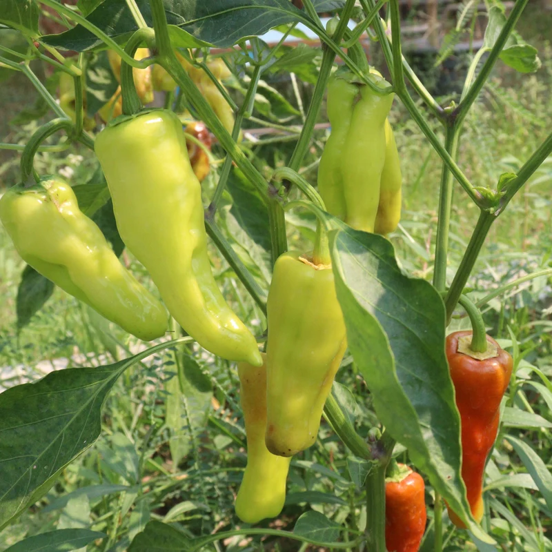 Poivron ( Capsicum annuum ‘Banane’)