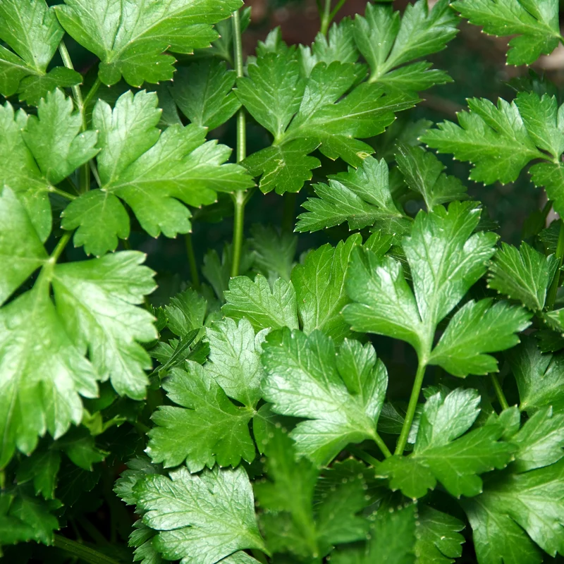 Persil Italien ( Petroselinum crispum var. neapolitanum )