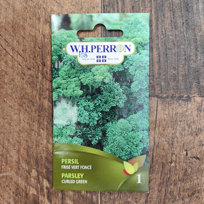 Persil frisé vert foncé ( Petroselinum crispum )
