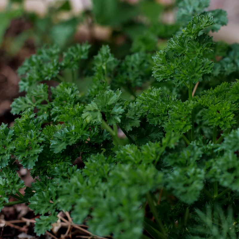 Persil frisé vert foncé ( Petroselinum crispum )