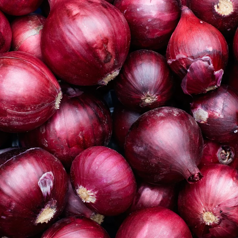 Oignon rouge ( Allium cepa )