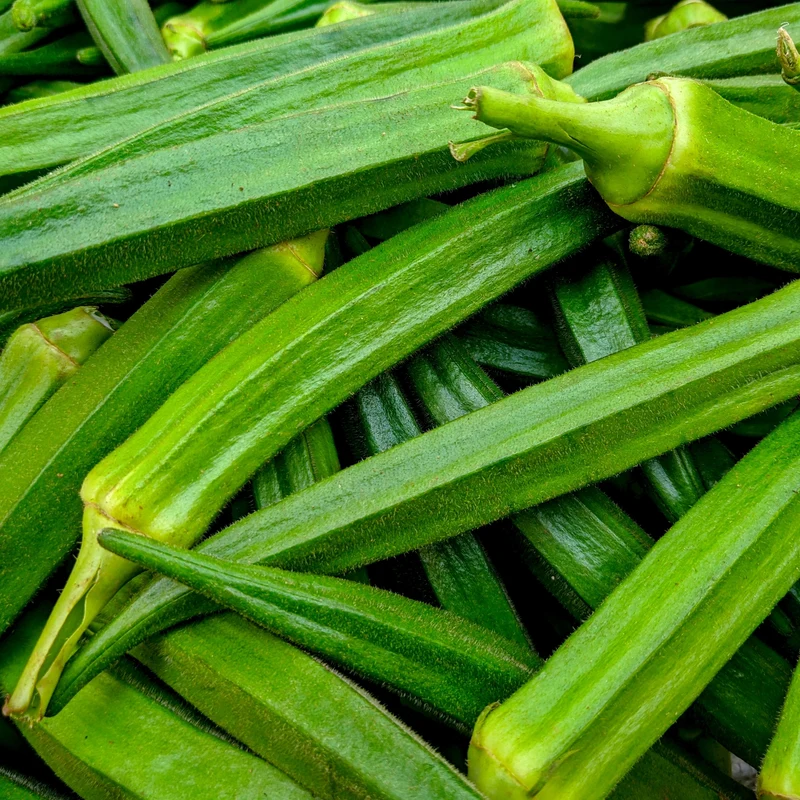 Okra ( Abelmoschus esculentus )