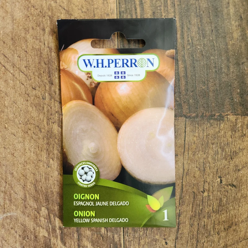 Oignon espagnol jaune ( Allium cepa ‘Delgado’)