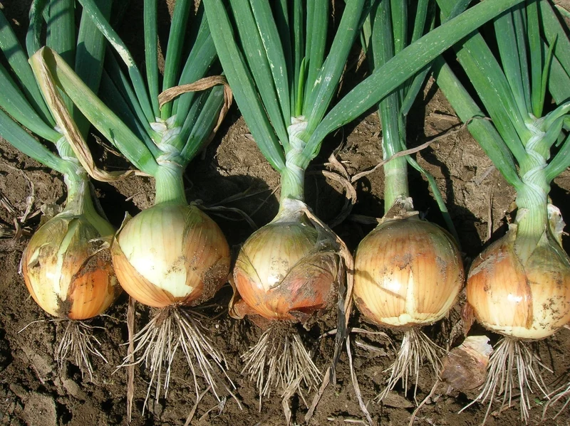 Oignon espagnol jaune ( Allium cepa ‘Delgado’)