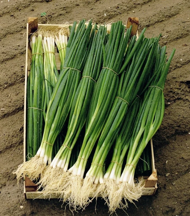 Oignon à botteler bio ( Allium fistulosum ‘Parade’)