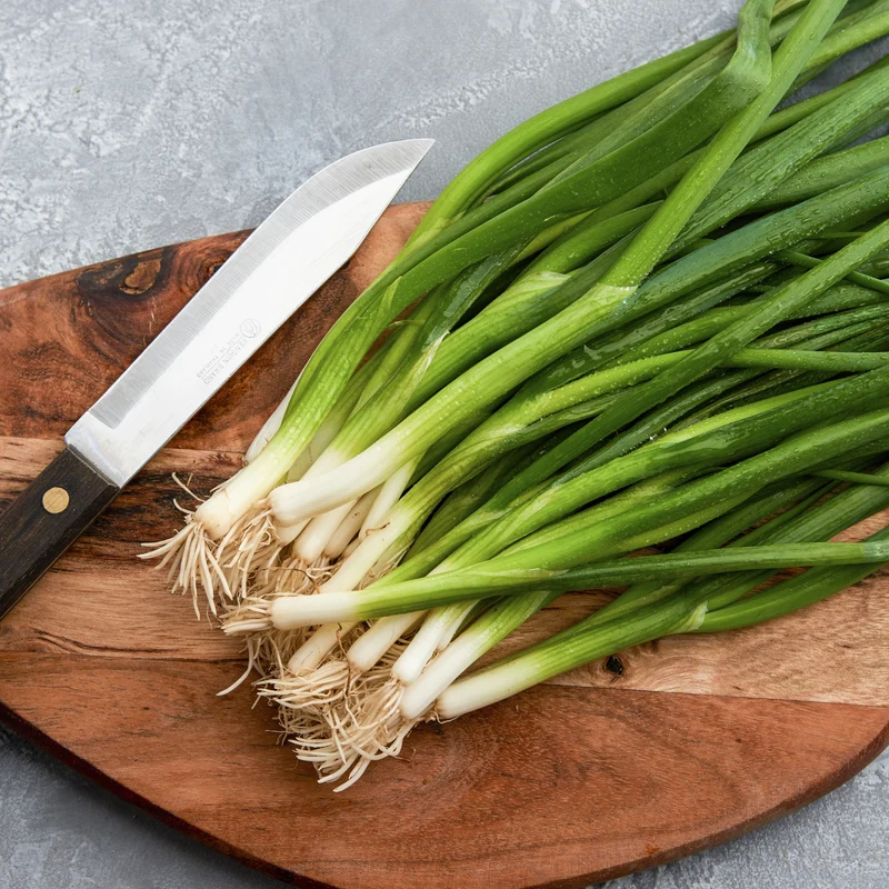 Oignon à botteler bio ( Allium fistulosum ‘Parade’)