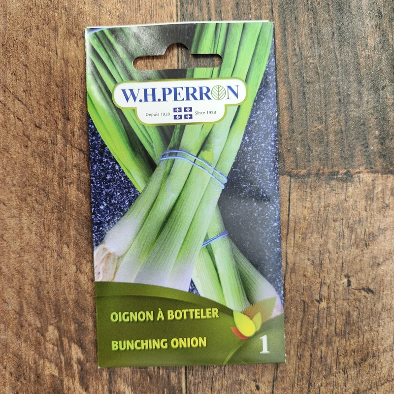 Oignon à botteler ( Allium fistulosum )