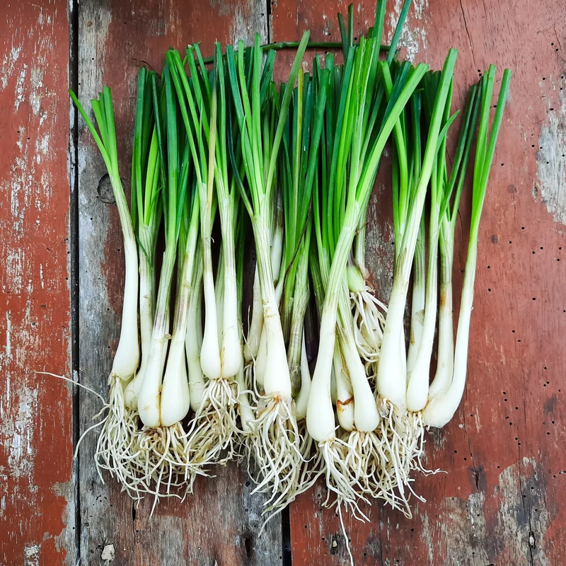Oignon à botteler ( Allium fistulosum )