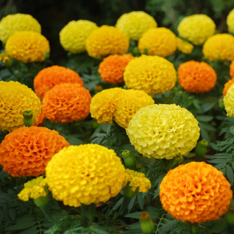 Mélange d'Oeillet d'Inde Africain ( Tagetes erecta ‘Coco’)