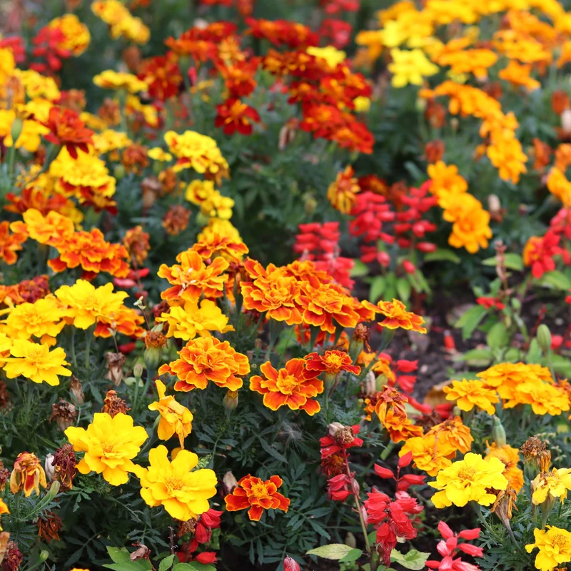 Mélange d'Oeillet d'Inde Français ( Tagetes patula )