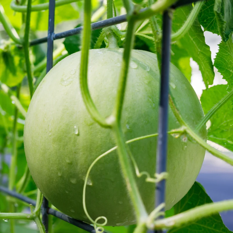 Melon miel ( Cucumis melo ‘Honeycomb’)