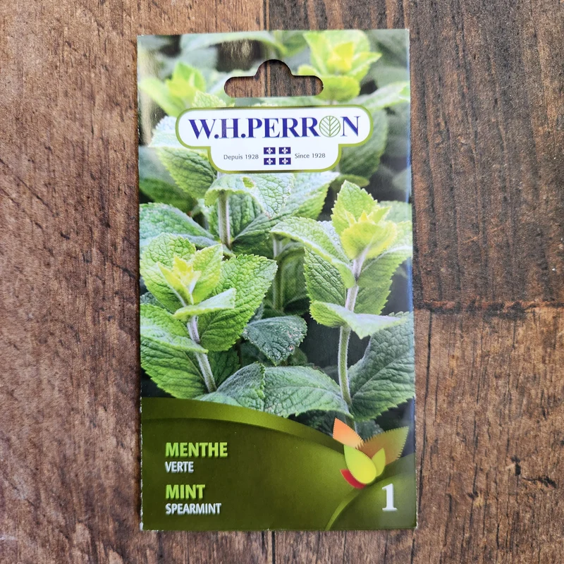 Menthe verte ( Mentha spicata )