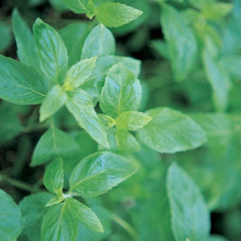 Menthe verte ( Mentha spicata )