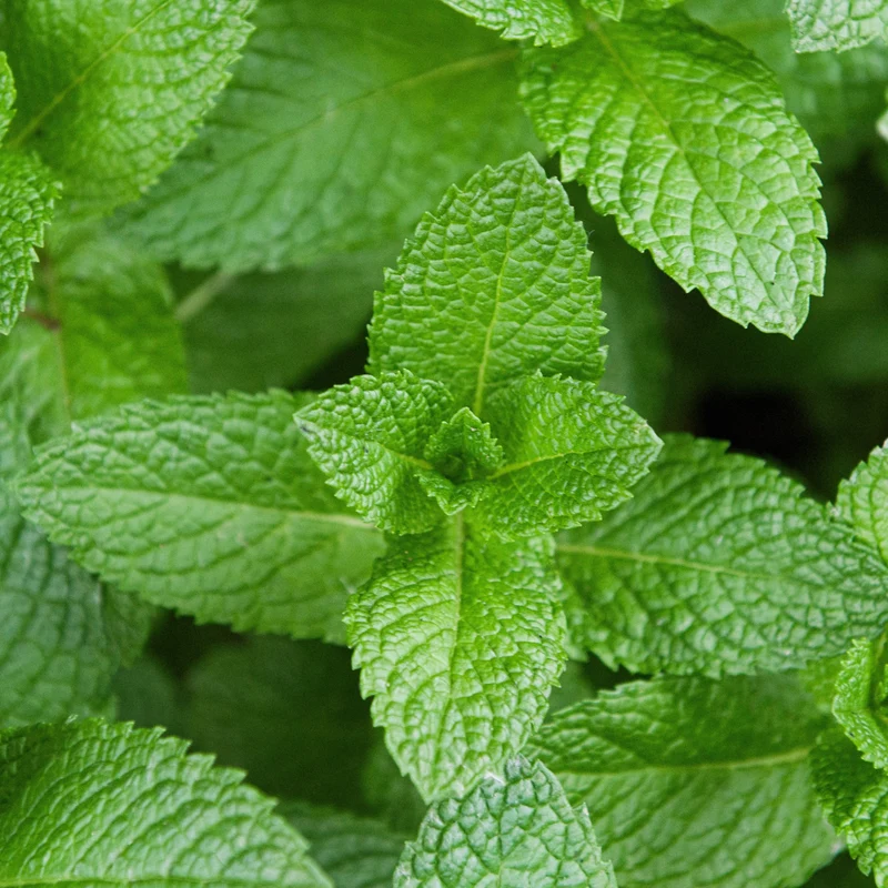 Menthe verte ( Mentha spicata )