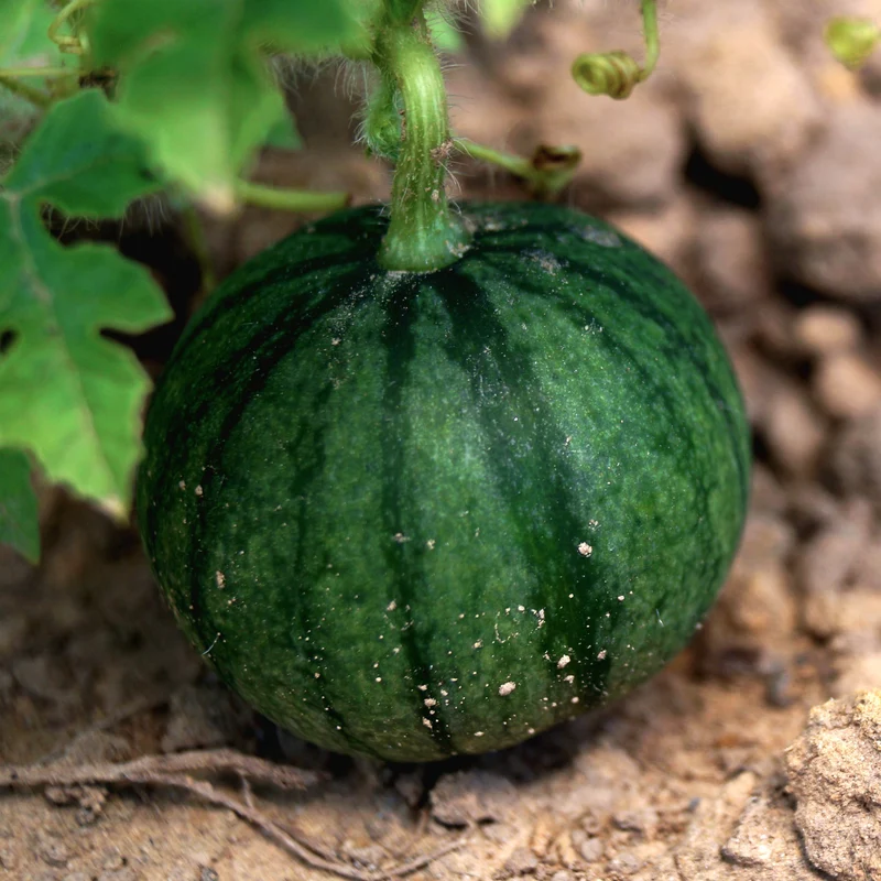 Melon d'eau ( Citrullus lanatus ‘Sugar Baby’)