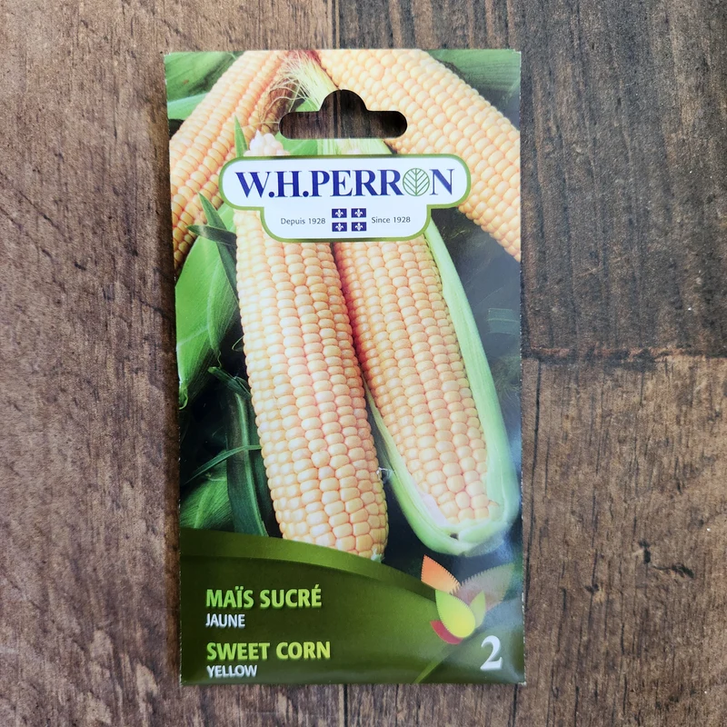 Maïs sucré jaune ( Zea mays )