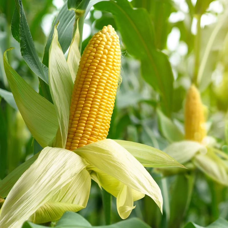 Maïs sucré jaune ( Zea mays )