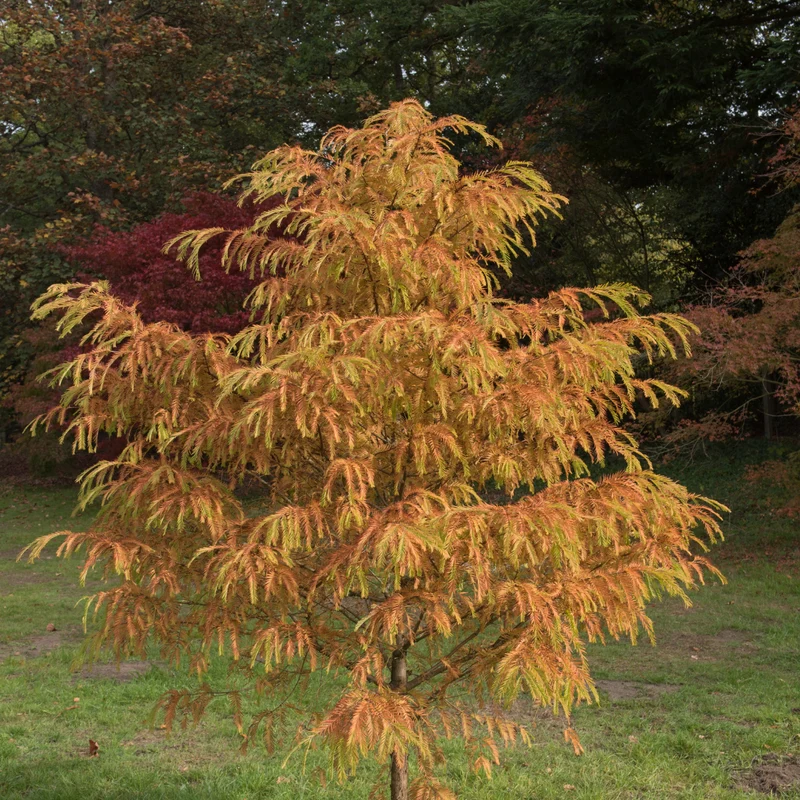 Méta séquoia ‘Matthaei Broom’ ( Metasequoia glyptostroboides ‘Matthaei Broom’)