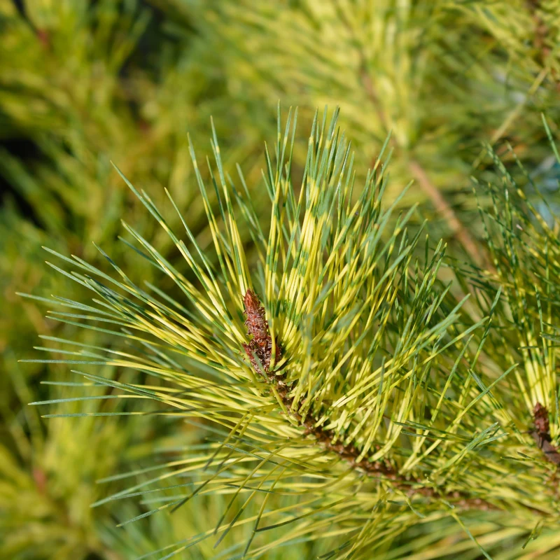 Pin rouge du Japon ‘Oculus-draconis’ ( Pinus densiflora ‘Oculus-draconis’)
