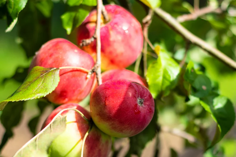Malus domestica 'Melba'