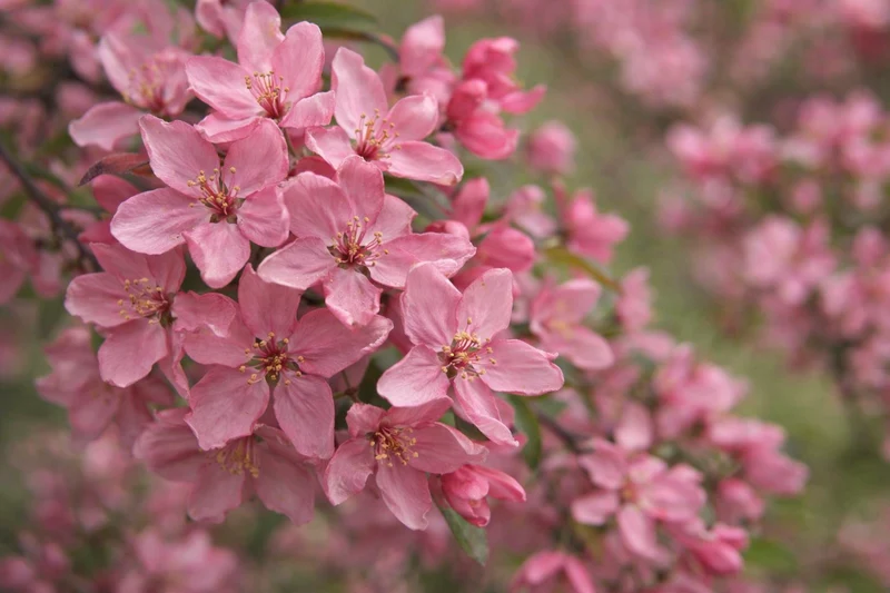 Malus 'Adams'