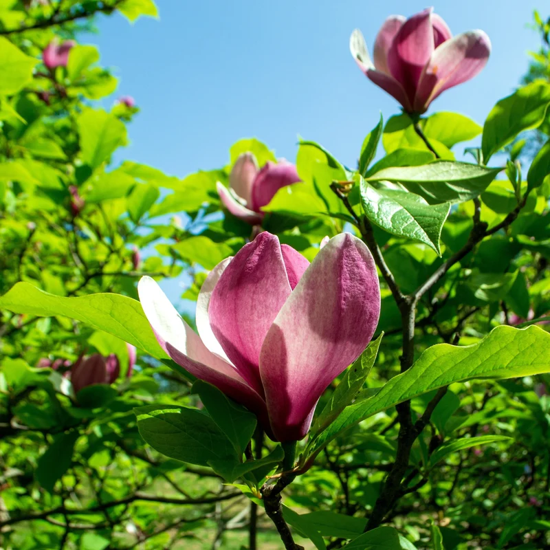 Magnolia ‘Rose Marie’ ( Magnolia × ‘Rose Marie’)