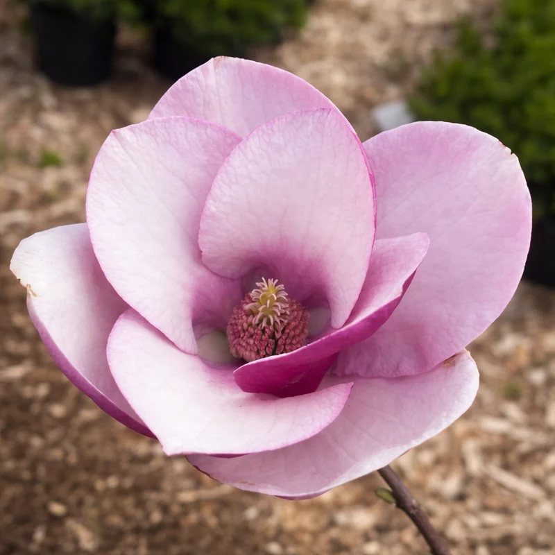 Magnolia ‘Cameo’ ( Magnolia × ‘Cameo’)