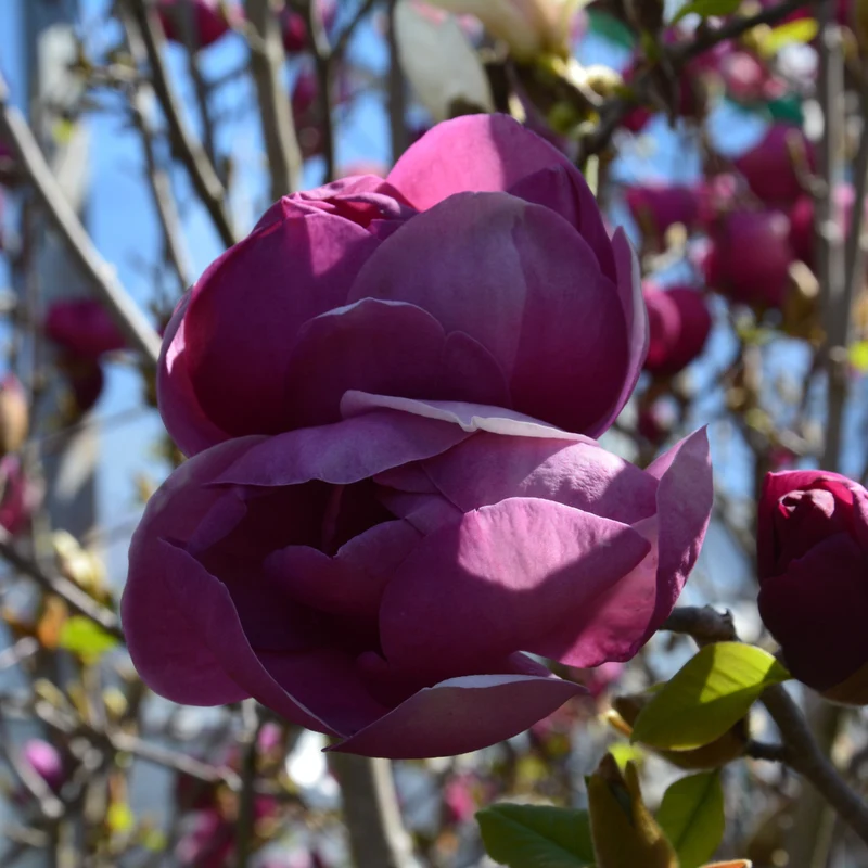 Magnolia ‘Black Tulip’ ( Magnolia × ‘Black Tulip’)