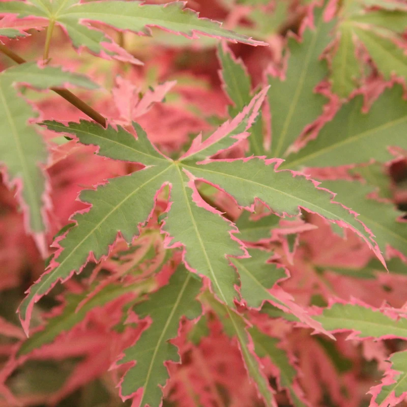 Érable japonais Taylor ( Acer palmatum ‘Taylor’)