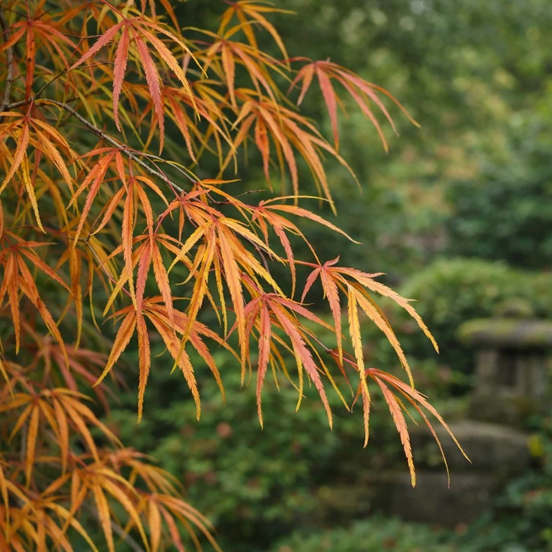 Érable du Japon ‘Koto-no-Ito’ ( Acer palmatum ‘Koto-no-Ito’)