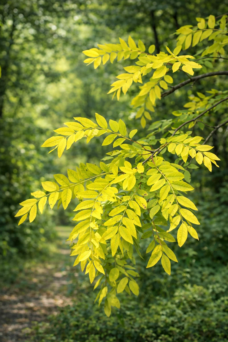 Gleditsia triacanthos var. inermis ‘Sunburst’