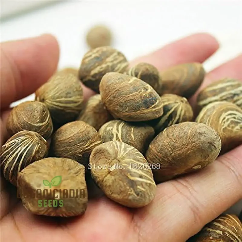 Pachira Plant Seeds For Planting, Indoor Plant Seeds