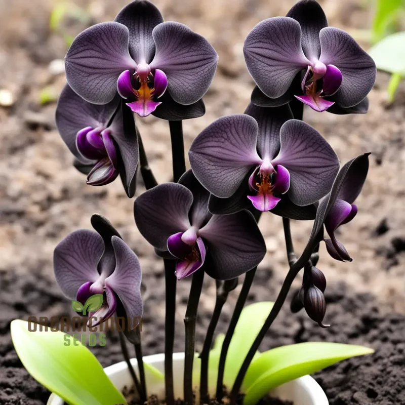 Exotic Elegance: Black Phalaenopsis Orchid Seeds - Add Sophistication to Your Indoor Garden