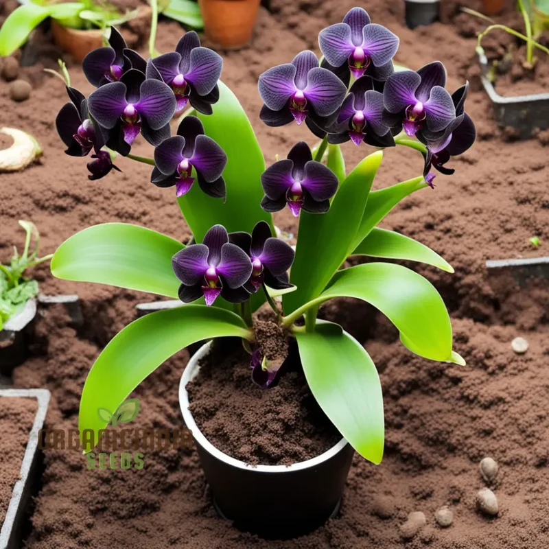 Exotic Elegance: Black Phalaenopsis Orchid Seeds - Add Sophistication to Your Indoor Garden